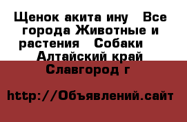 Щенок акита ину - Все города Животные и растения » Собаки   . Алтайский край,Славгород г.